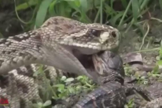 Ăn thịt cá sấu con, rắn đuôi chuông bị cả nhà kẻ địch xé xác