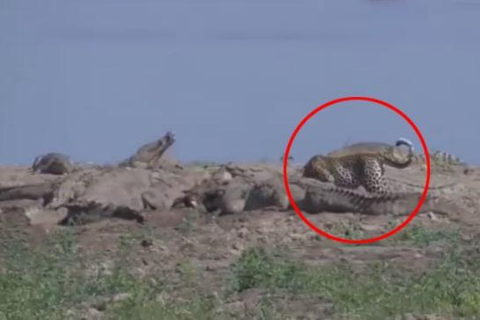 Báo đốm liều lĩnh lao vào giữa bầy cá sấu để tranh mồi