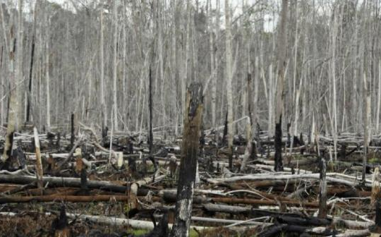 Pháp lên kế hoạch ngừng nhập khẩu các sản phẩm có nguyên liệu từ nạn phá rừng
