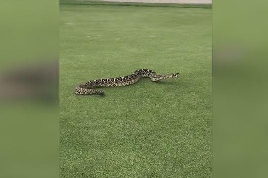 Hoảng hồn phát hiện rắn đuôi chuông kịch độc bò lổm ngổm giữa sân golf