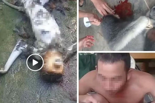 Xác minh vụ giết khỉ dã man rồi phát video lên Facebook