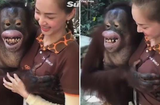 Clip đười ươi cười 'toe toét' khi chạm ngực nữ nhân viên vườn thú