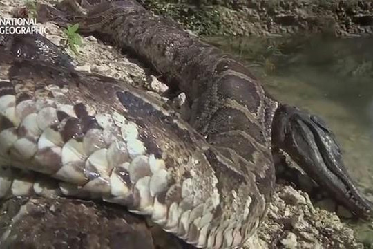 Trăn khổng lồ chết tức tưởi sau khi nuốt cá sấu vào bụng