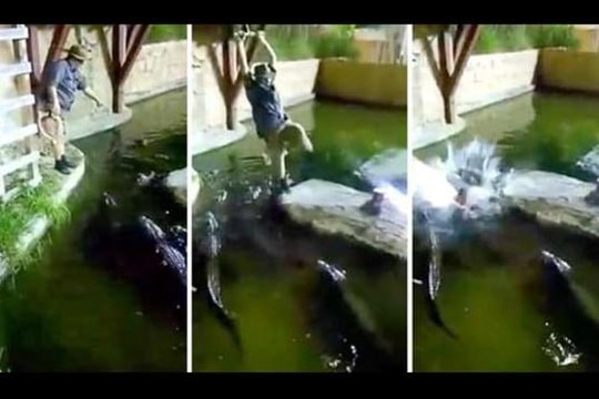 Dây thừng đứt khi đang biểu diễn, người đàn ông rơi xuống hồ đầy cá sấu