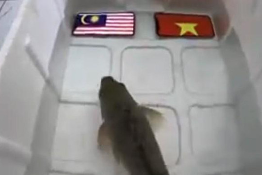 Đoán Malaysia thắng Việt Nam ở chung kết AFF Cup 2018, cá chép bị làm thịt
