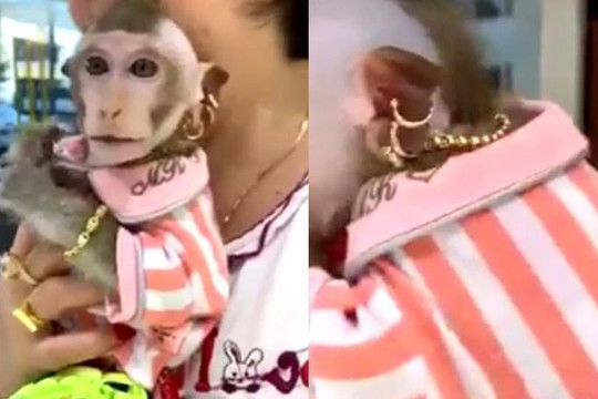 Clip khỉ của đại gia Kiên Giang đeo vàng đầy người, xài kem dưỡng da, ăn nho Mỹ