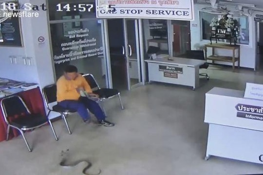 Rắn trườn vào đồn cảnh sát định cắn người và cái kết bất ngờ