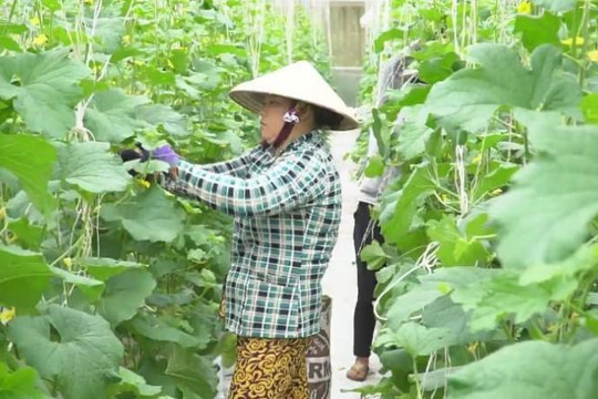 Vườn dưa lưới cho thu nhập 3 tỉ đồng mỗi năm ở Bình Phước