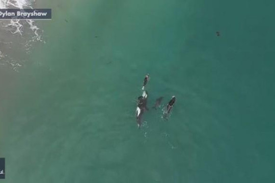 Thót tim cảnh đàn cá voi sát thủ vui đùa với người bơi trên biển