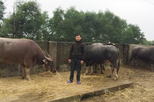 Hà Tĩnh: Bắt kẻ dùng xe tải trộm 8 con trâu đem bán