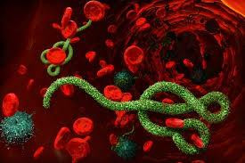 Phát hiện loại protein ở người ngăn chặn sự sinh sôi của vi rút Ebola