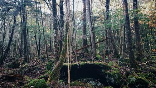 Câu chuyện của cô gái Việt một mình khám phá khu rừng tự sát Nhật Bản