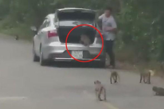 Người đàn ông đi ô tô vứt bánh kẹo vào cốp xe để dụ bắt khỉ