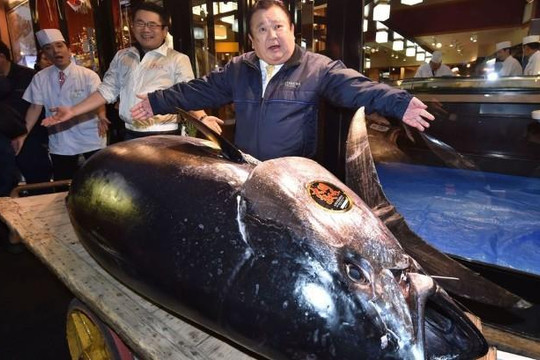 Cá ngừ đại dương 278 ký được bán giá kỷ lục hơn 3 triệu đô