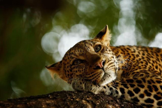 14 bức ảnh về động vật và thế giới tự nhiên hoang dã ‘đốn tim’ người xem