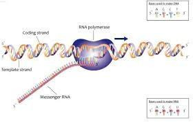 Đưa RNA thông tin (mRNA) vào phổi qua đường xịt để trị hen suyễn