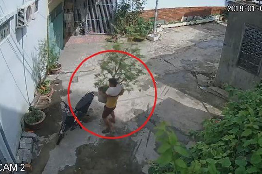 Thanh niên thản nhiên trộm cây mắc mật trước nhà dân lúc giữa trưa