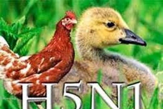 Cà Mau: 1 bệnh nhân nghi nhiễm cúm A/H5N1