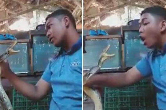 Nam thanh niên liều lĩnh chọc rắn dữ và cái kết đắng