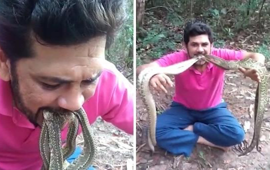Người đàn ông liều lĩnh ngậm 4 con rắn chuông kịch độc trong miệng
