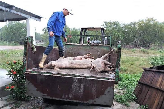 Tiêu hủy hàng trăm con lợn lở mồm long móng ở Thừa Thiên - Huế