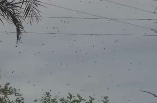 Rợn người cảnh hàng trăm con nhện lơ lửng trên bầu trời