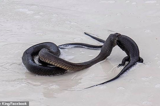 Kinh hãi cảnh rắn độc nuốt chửng kỳ đà cỡ lớn trên bãi biển