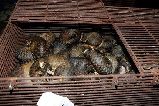 Phá đường dây mua bán, vận chuyển động vật hoang dã cực lớn tại Hà Tĩnh