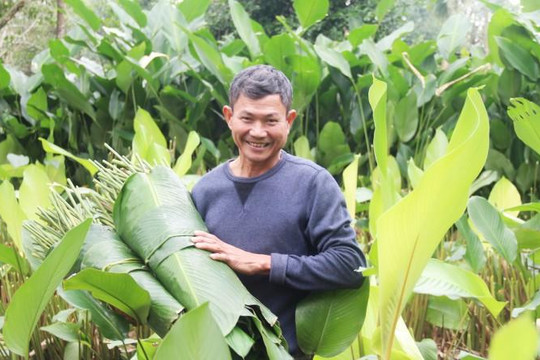 Chùm ảnh: Làng trồng lá dong ở Hà Tĩnh hồ hởi thu hoạch để sắm tết