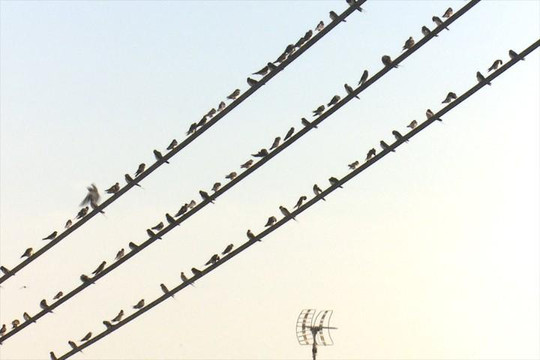 Hàng nghìn chim én đậu kín dây điện ở Đồng Tháp