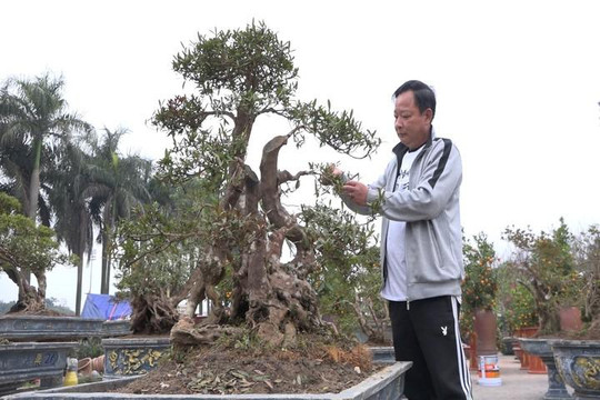 Đỗ quyên bonsai gần 400 tuổi giá một tỉ đồng tại Hà Nội