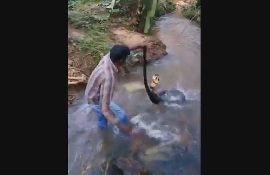 Thót tim cảnh người đàn ông bắt hổ mang chúa khổng lồ dưới suối
