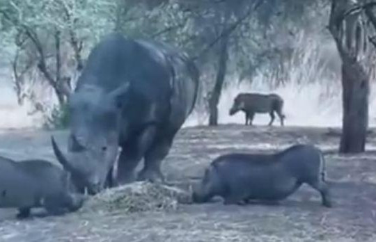 Liều lĩnh trộm thức ăn của tê giác, lợn rừng bị húc văng lên trời