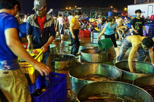 300 tấn cá lóc đổ về chợ đầu mối ở Sài Gòn ngày vía Thần Tài