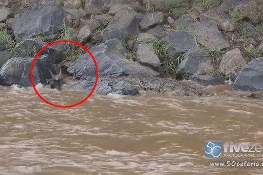 Kẹt vào đá khi vượt sông, linh dương đầu bò chết thảm dưới hàm cá sấu