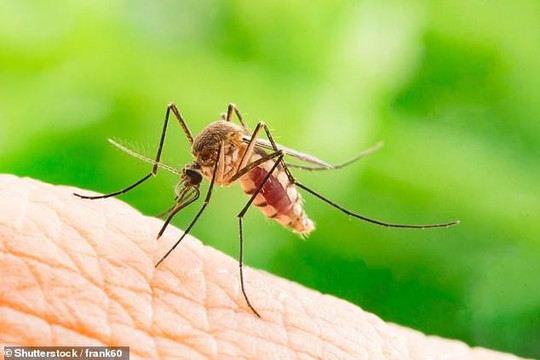 Dùng thuốc giảm trọng lượng để khống chế muỗi gây bệnh