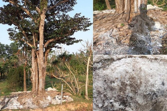 Hà Tĩnh: Vườn cây cảnh tiền tỉ bị kẻ xấu đổ nước muối 'bức tử'