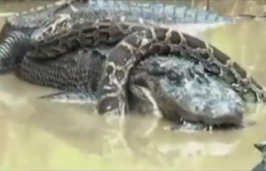 Trăn Miến Điện kịch chiến với cá sấu khổng lồ và cái kết bất ngờ