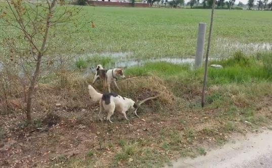 Cặp chó nhà hợp sức hạ gục rắn chuột dài 2 mét trong tích tắc