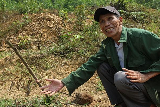 Thừa Thiên - Huế: Công an kinh tế vào cuộc vụ phá hoại vườn bưởi của nông dân