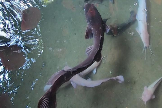 Đàn cá trê đen mỗi con dài cả mét trong chùa Ngọc Hoàng