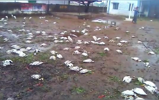 Hàng nghìn con chim chết như ngả rạ sau trận mưa đá ở Ấn Độ