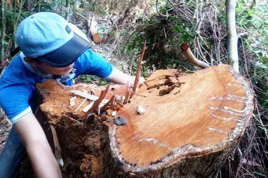 Thừa Thiên - Huế: Kỷ luật 6 cán bộ vì để rừng đầu nguồn bị phá