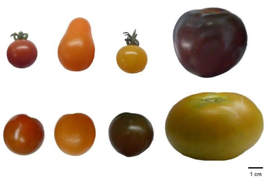 So sánh mức độ kháng ô xy hóa trong cà chua có màu sắc khác nhau