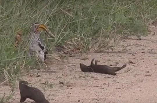 Hài hước cảnh cầy Mongoose giả vờ chết trước mặt chim