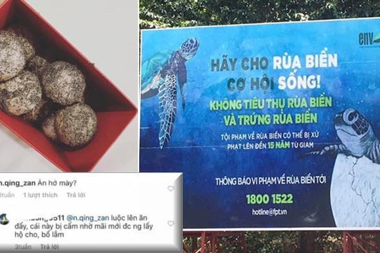 Luộc trứng rùa biển ăn còn khoe trên mạng, cô gái Hà Nội có nguy cơ đi tù?