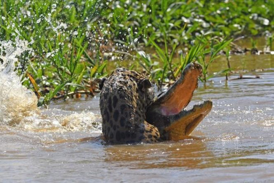Báo đốm ẩn mình đoạt mạng cá sấu 'khủng' trên sông