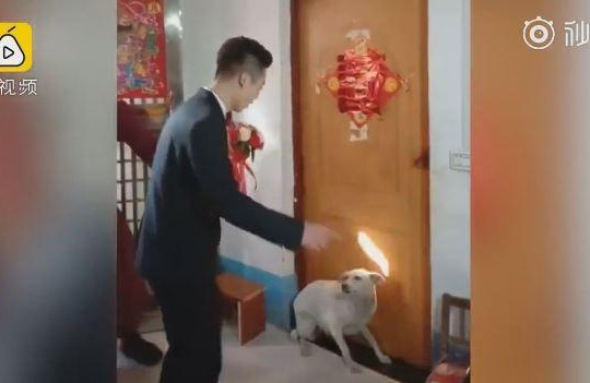 Hài hước cảnh chú chó chặn cửa không cho cô chủ đi lấy chồng