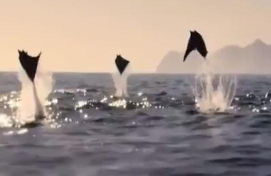 Clip khoảnh khắc ấn tượng hàng chục con cá đuối tung mình trên không trung