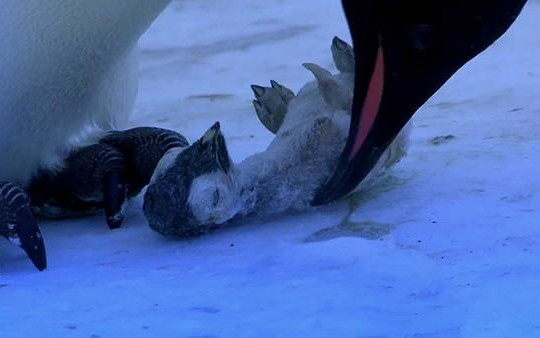 Xúc động cảnh chim cánh cụt mẹ ôm xác con non vào lòng để ủ ấm